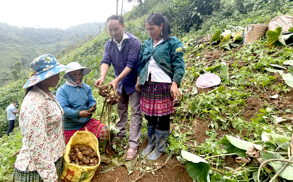 Người dân xã Bản Mù, huyện Trạm Tấu thu hoạch khoai sọ